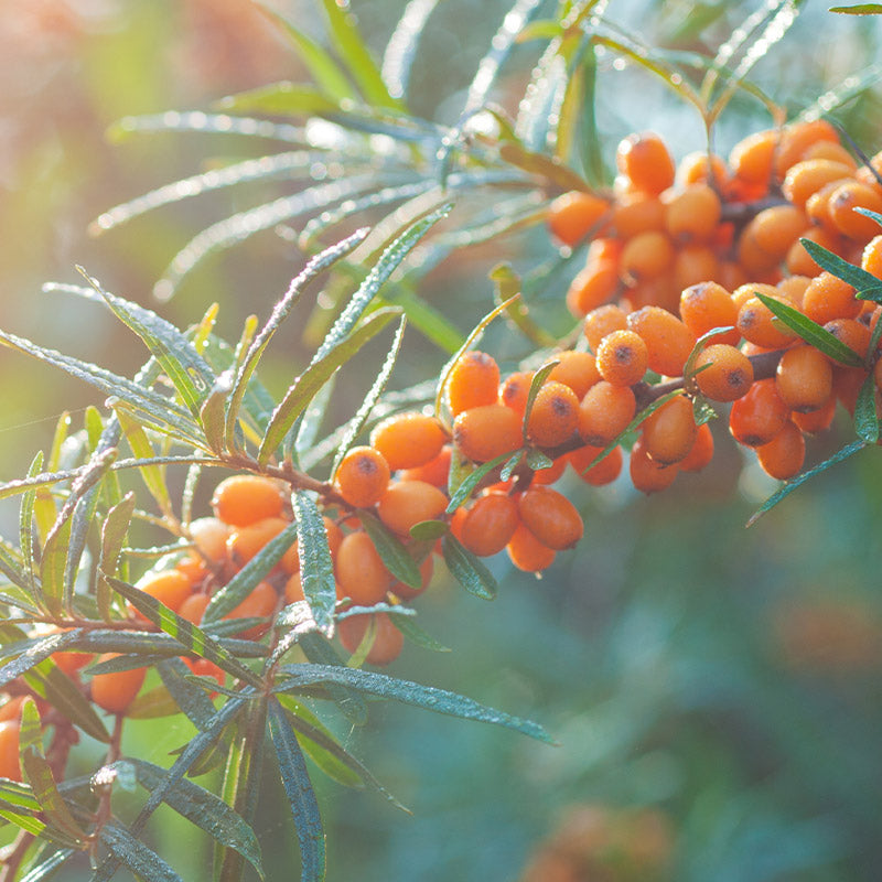 Arctic Oils – Omega-3-6-9 & marjasiemenöljyt