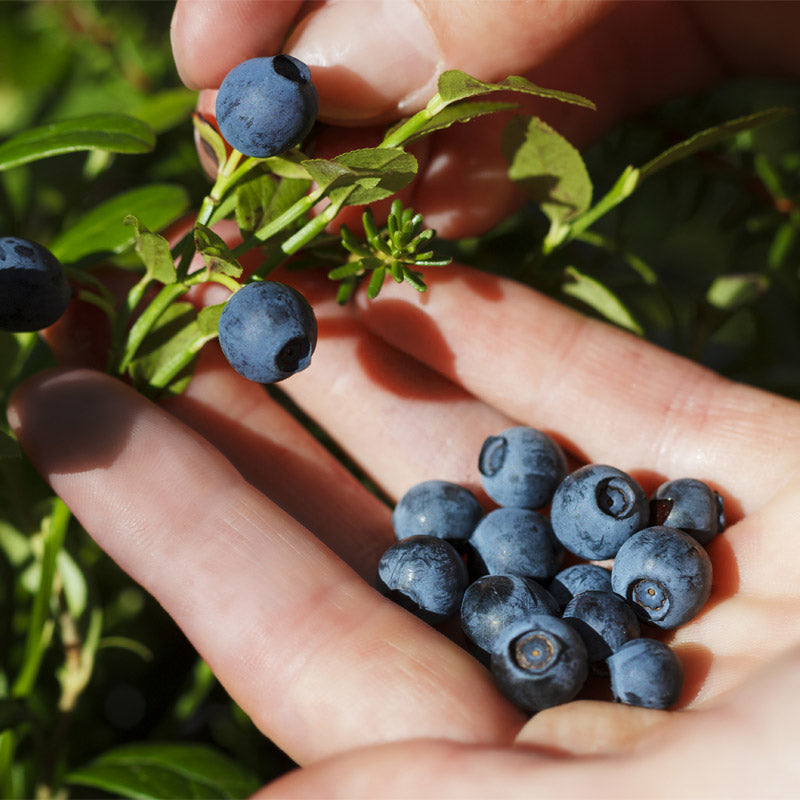 Arctic Vital – Ternimaito & mustikka